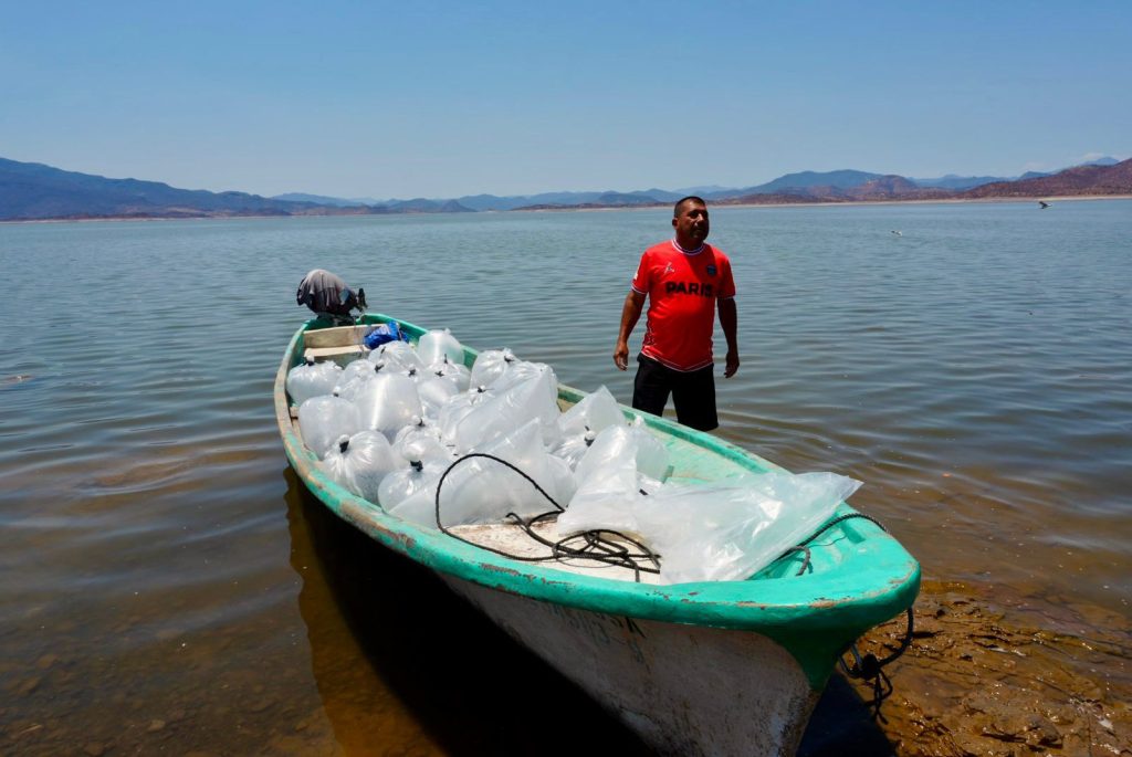 Siembran 150 mil tilapias para impulsar la economía en Churumuco