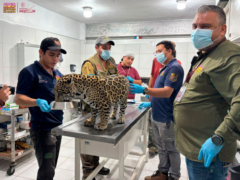 Zoológico de Morelia resguardará a jaguar asegurado por autoridades en Zitácuaro
